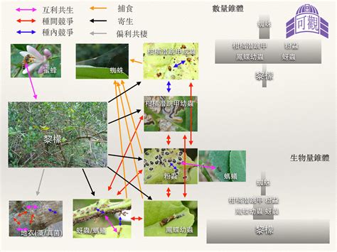 植物與人的關係|生物共同體：土地、動物與人的相互依存 